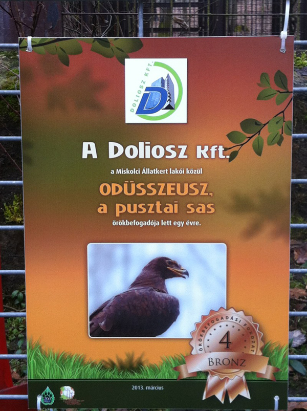 Pusztai sas örökbefogadása